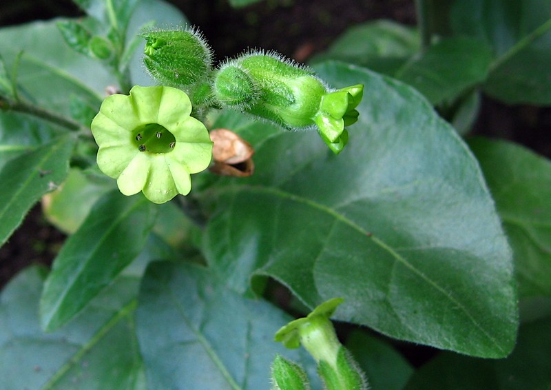 Aztec Tobacco photo 3
