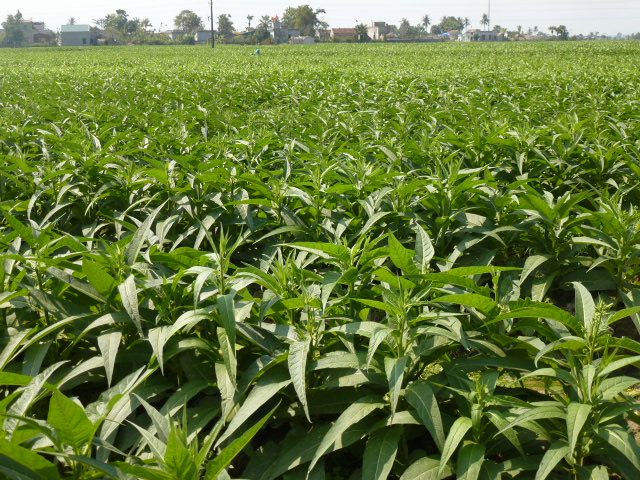 Aztec Tobacco photo 4