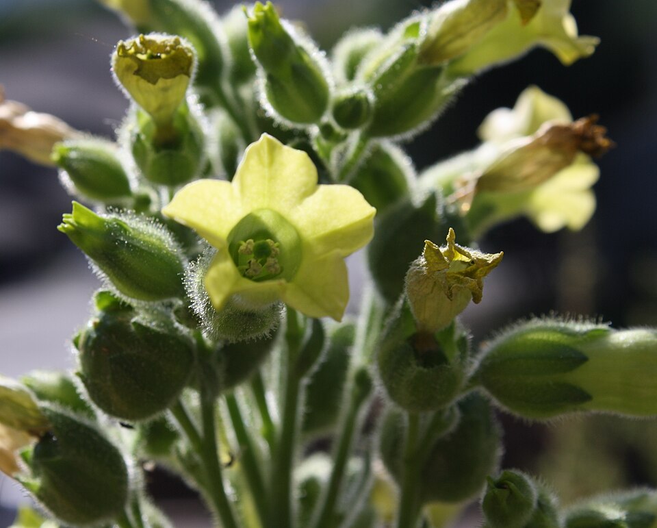 Aztec Tobacco photo 5