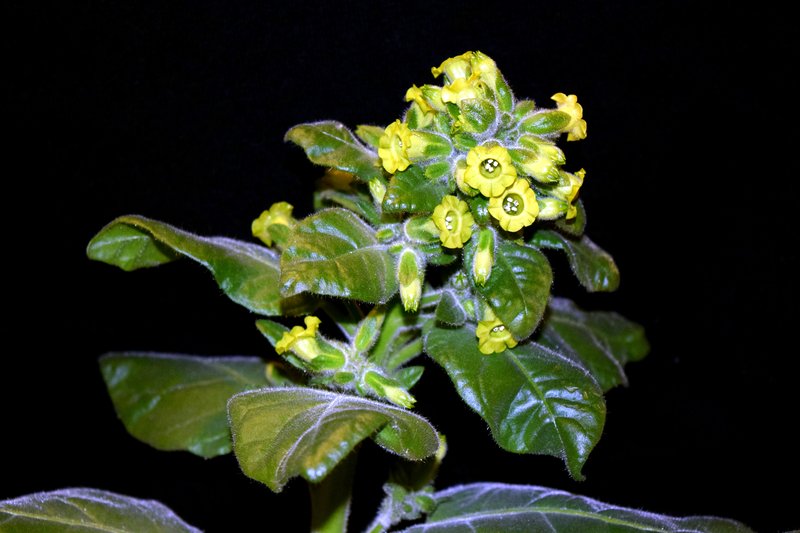 Aztec Tobacco photo 7
