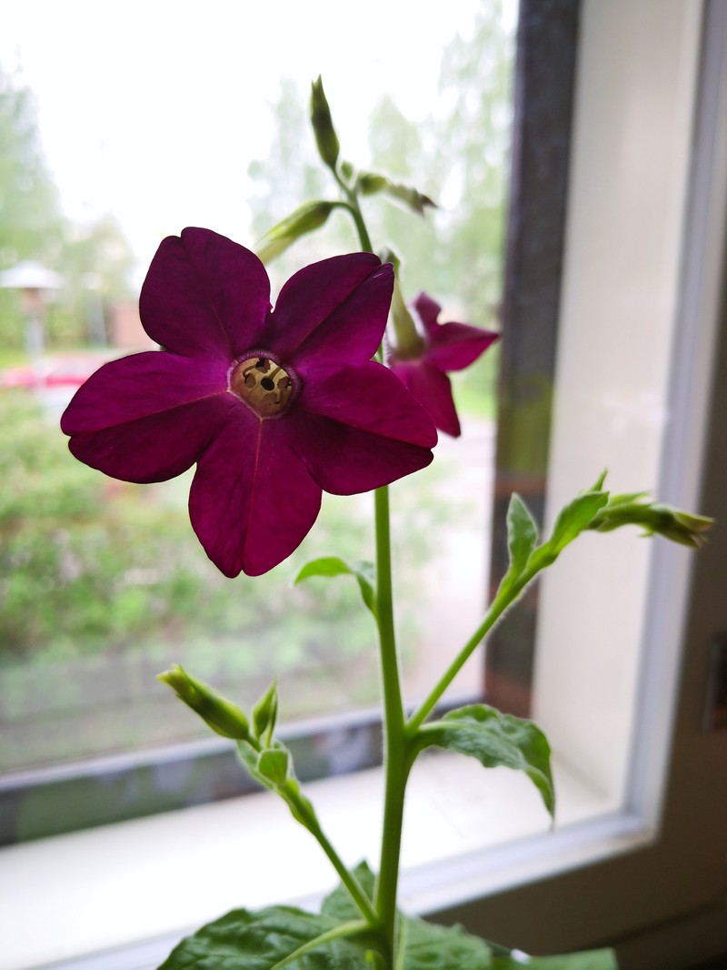 Tobacco photo 2