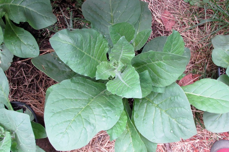 Tobacco photo 3