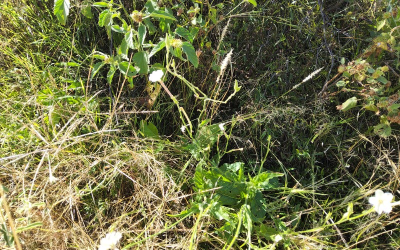 Nicotiana sessilifolia