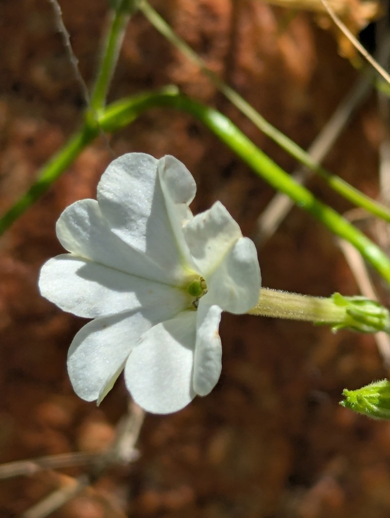 Nicotiana sessilifolia photo 3