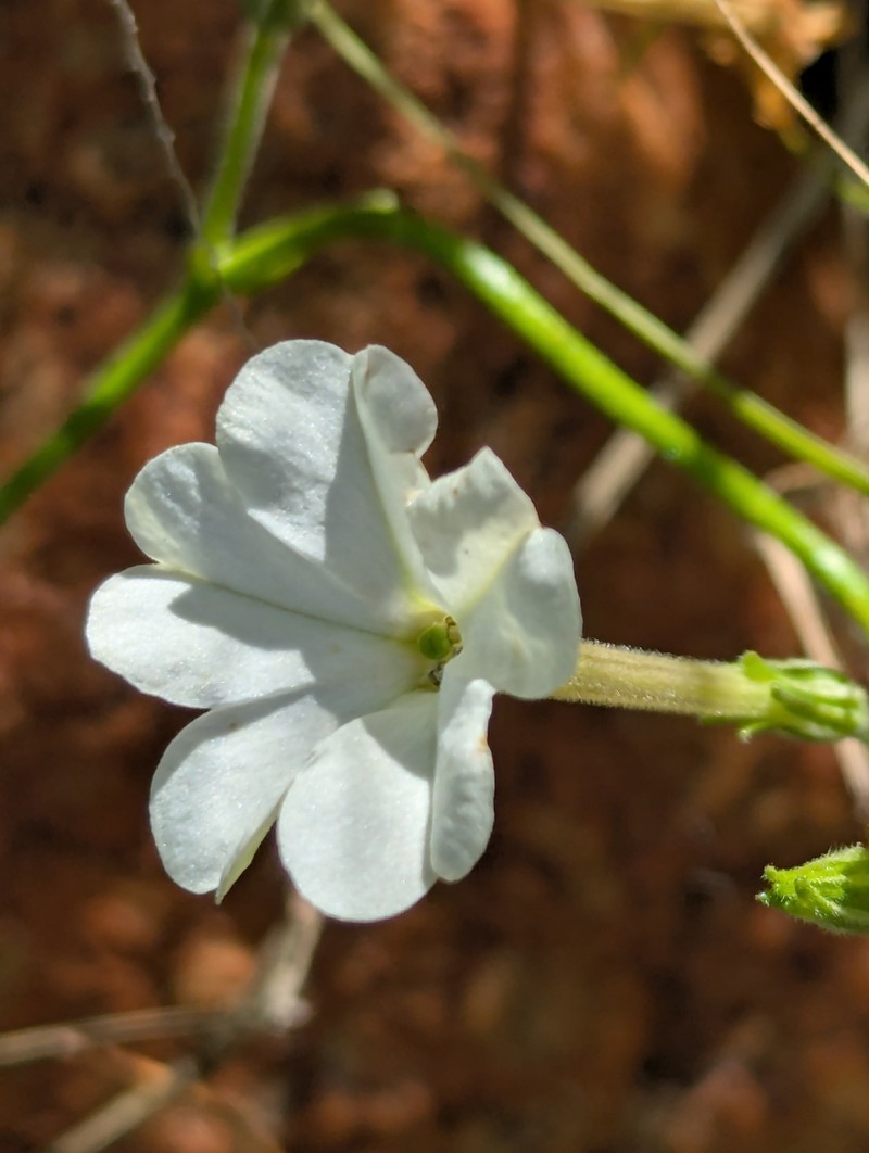 Nicotiana sessilifolia photo 4