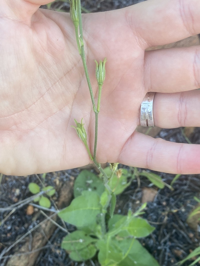Nicotiana sessilifolia photo 5