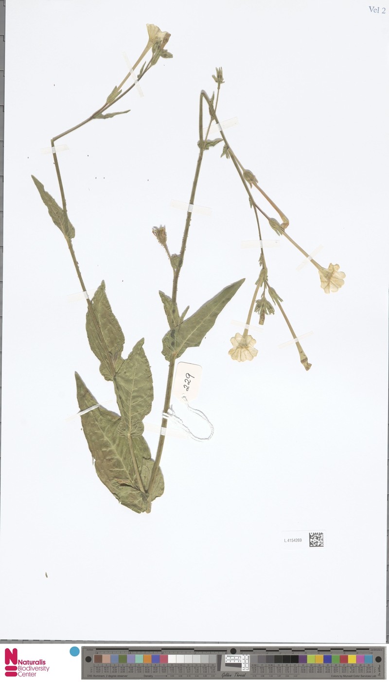 Nicotiana sessilifolia photo 6