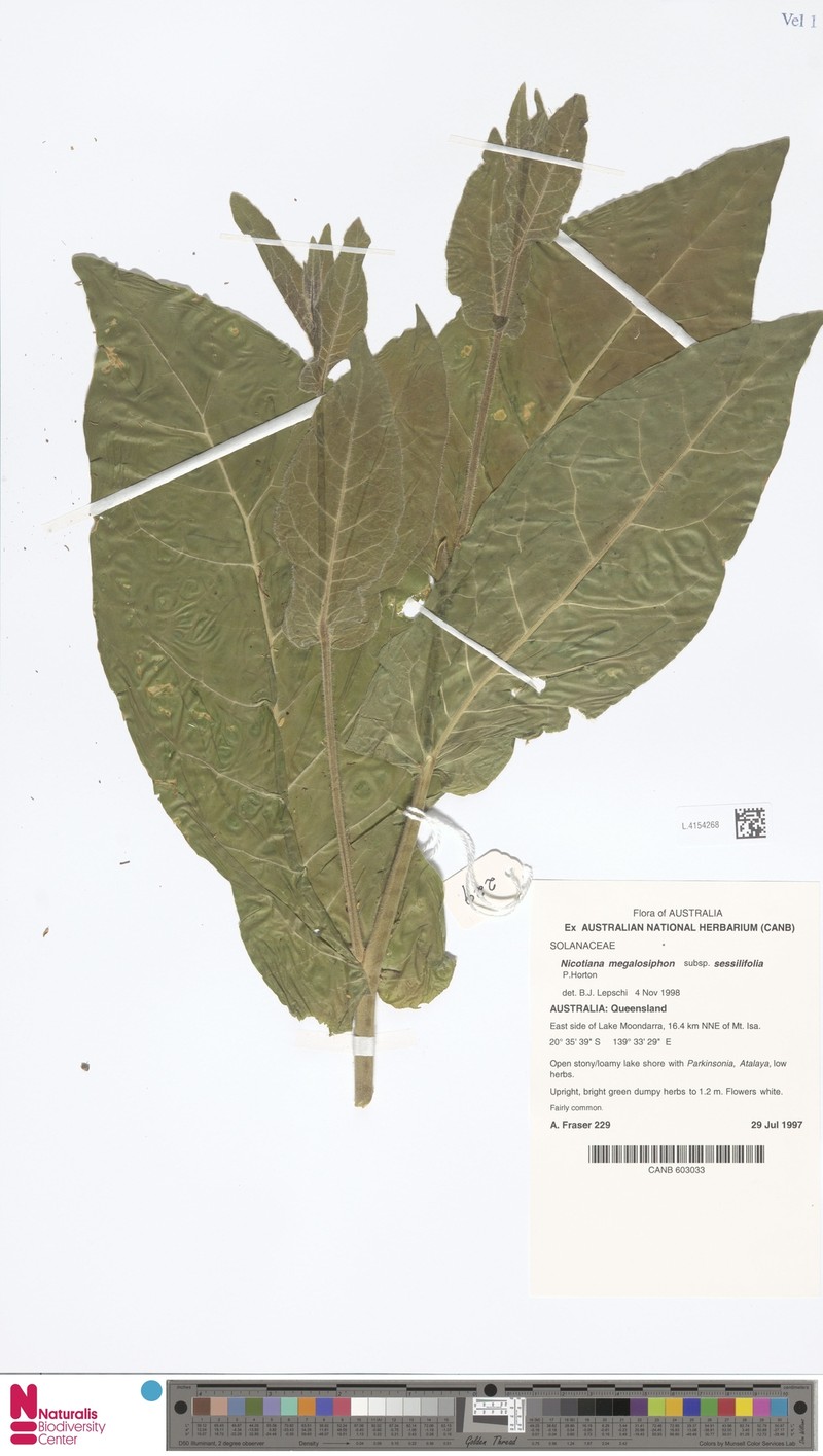 Nicotiana sessilifolia photo 7