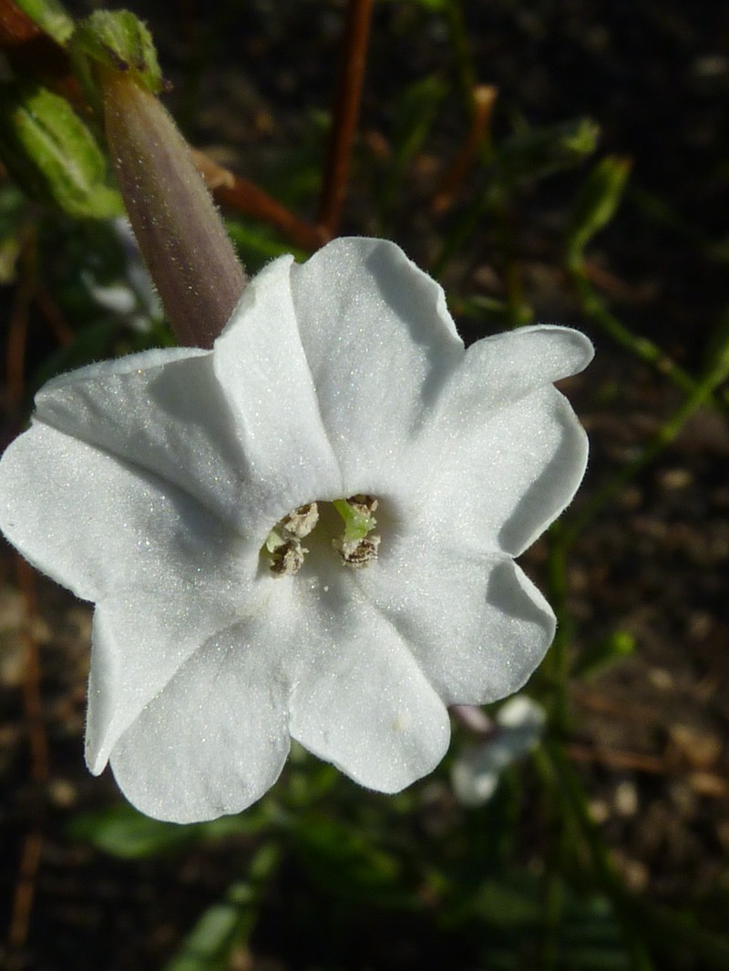 Australian Tobacco photo 4