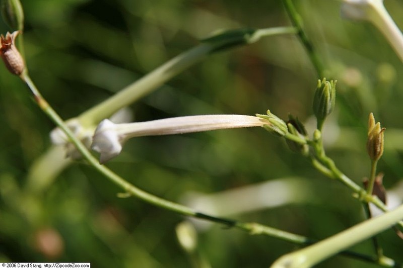 Australian Tobacco photo 2