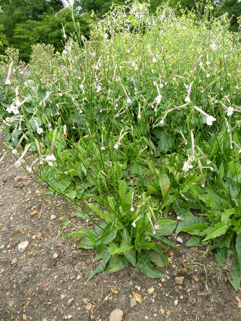 Australian Tobacco photo 6
