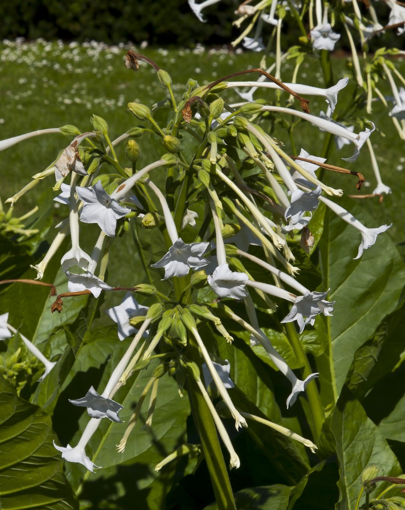 South American Tobacco photo 2