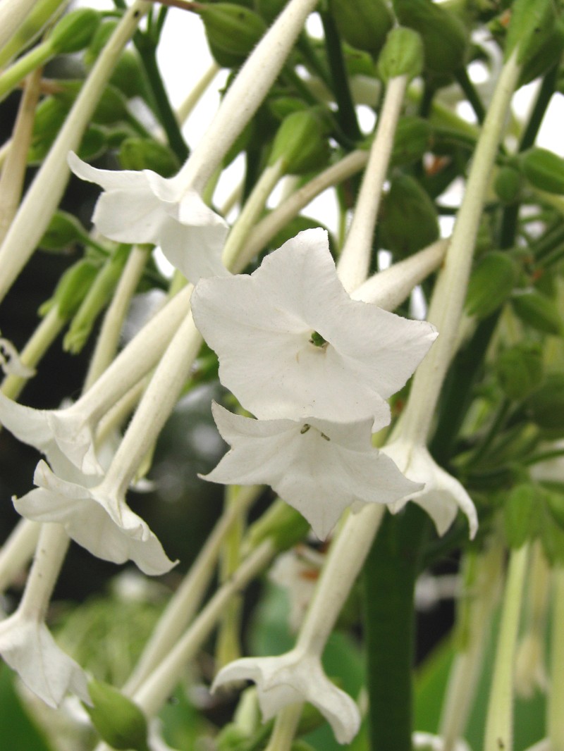 South American Tobacco photo 3