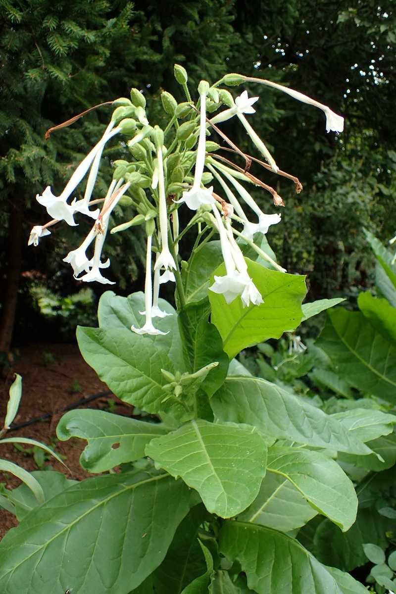 South American Tobacco photo 5