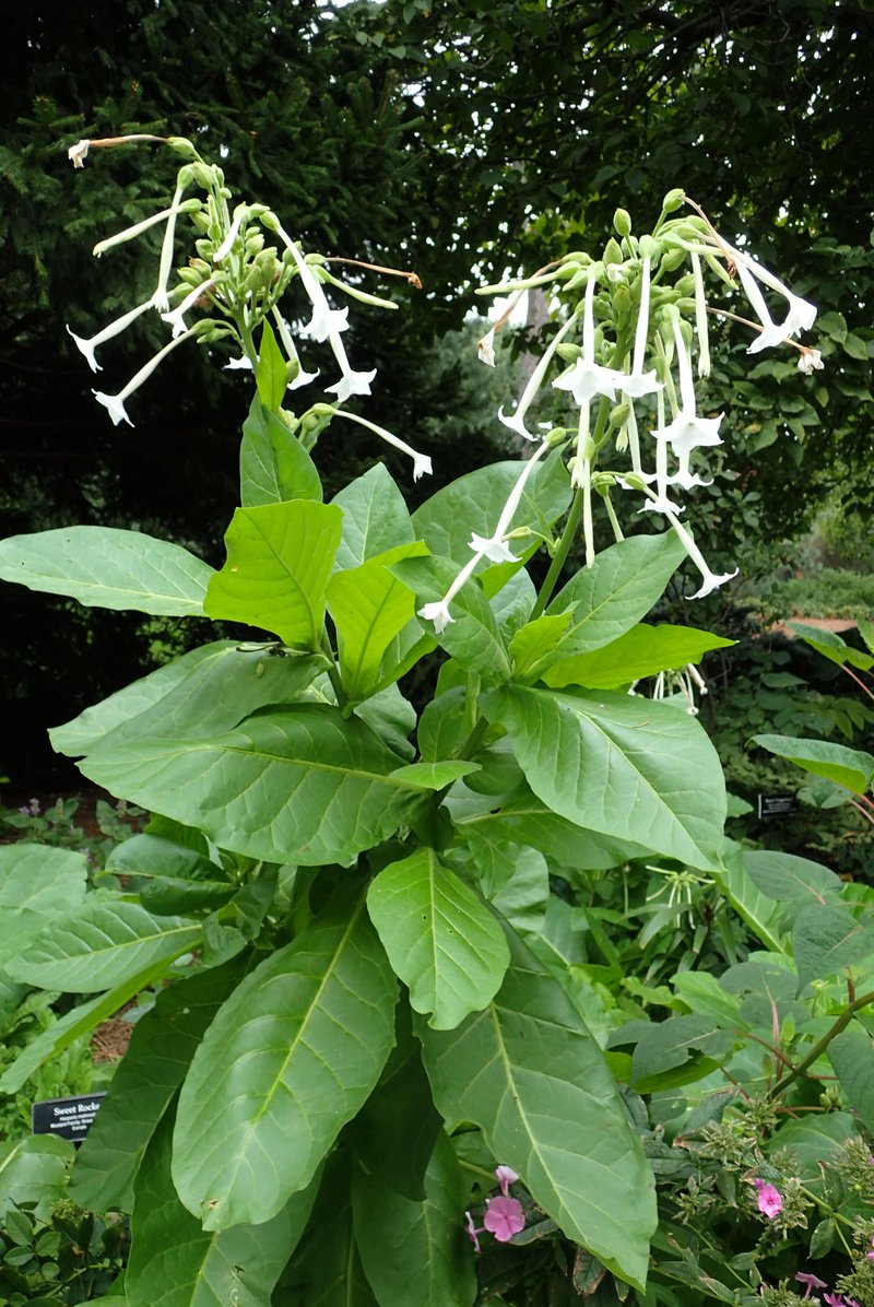 South American Tobacco photo 6