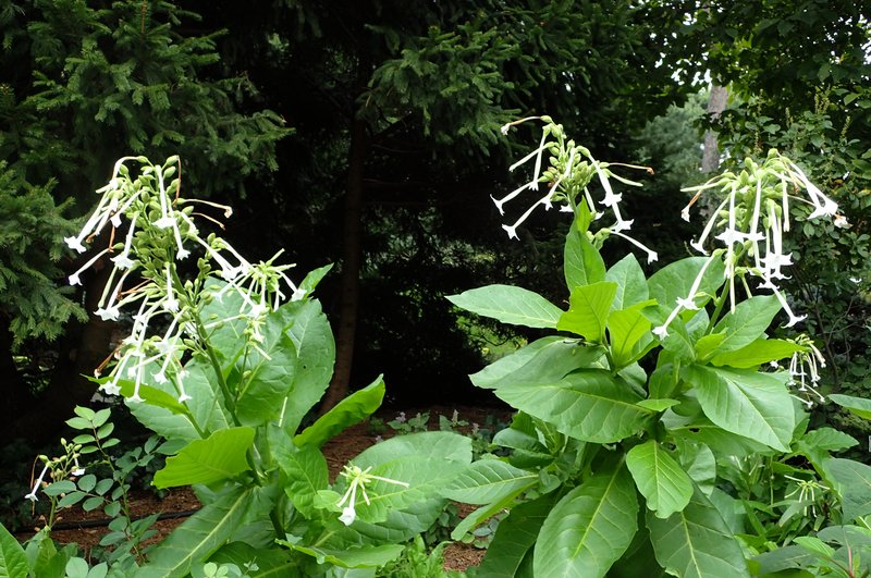 South American Tobacco photo 8
