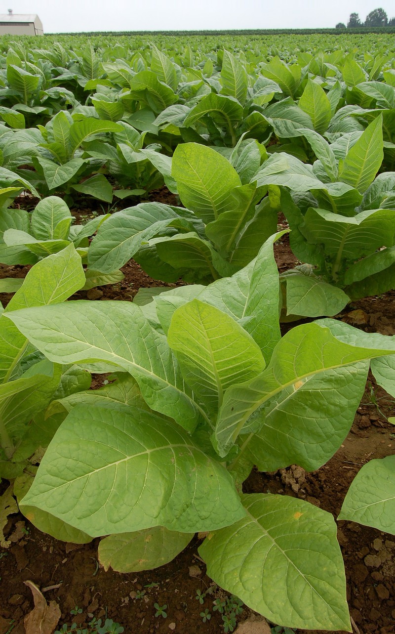Cultivated Tobacco photo 2