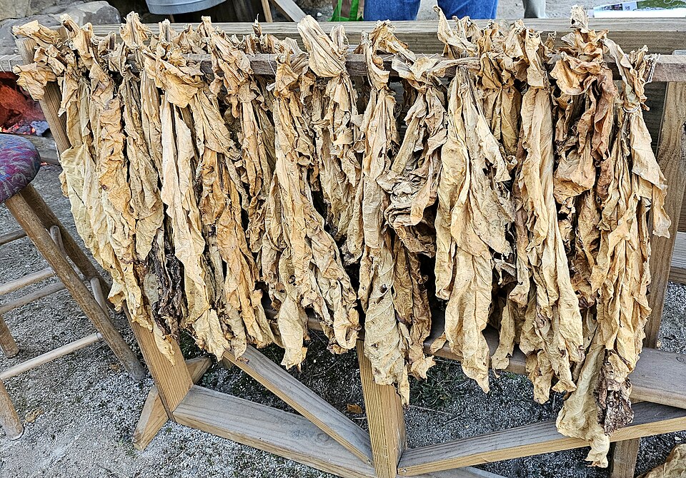 Cultivated Tobacco photo 3