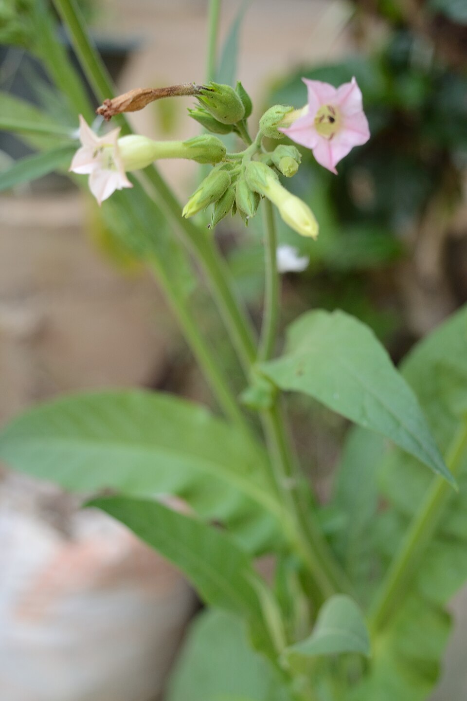 Cultivated Tobacco photo 4