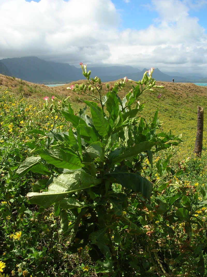 Cultivated Tobacco photo 5