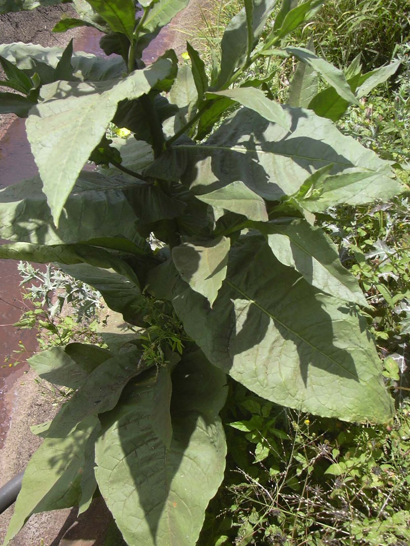 Cultivated Tobacco photo 6