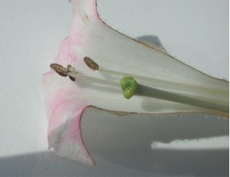 Cultivated Tobacco photo 7