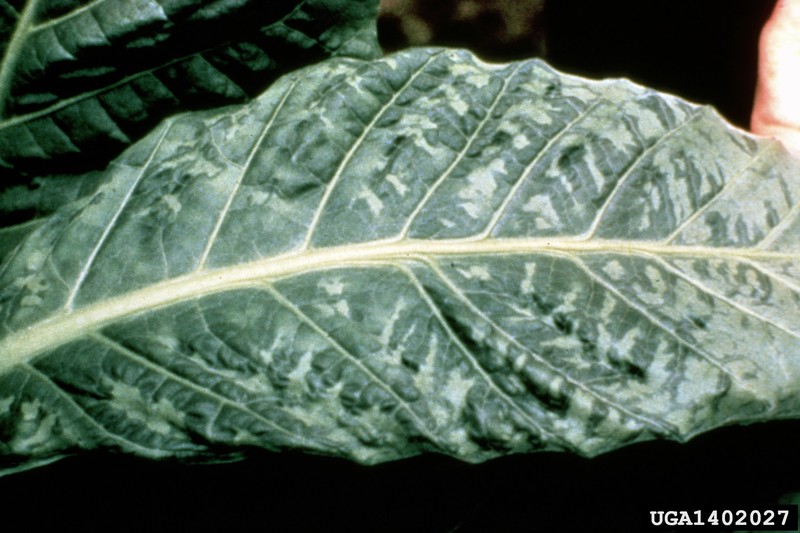 Cultivated Tobacco photo 8