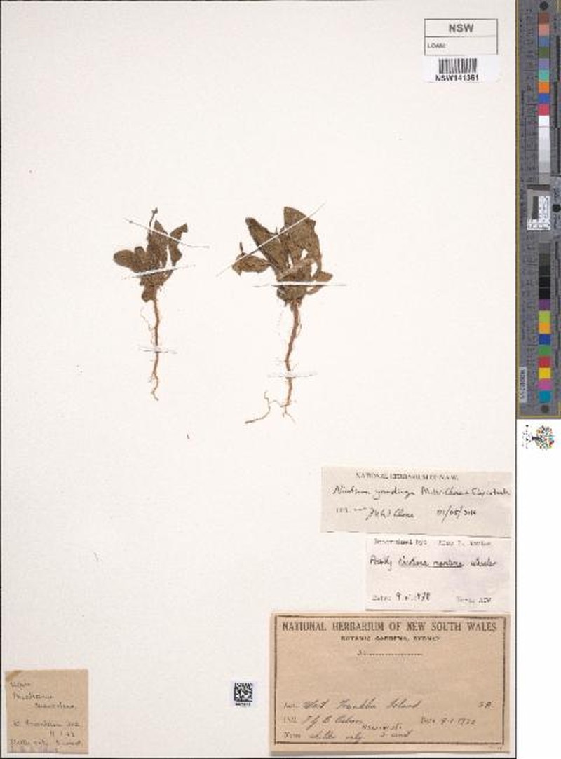 Nicotiana yandinga