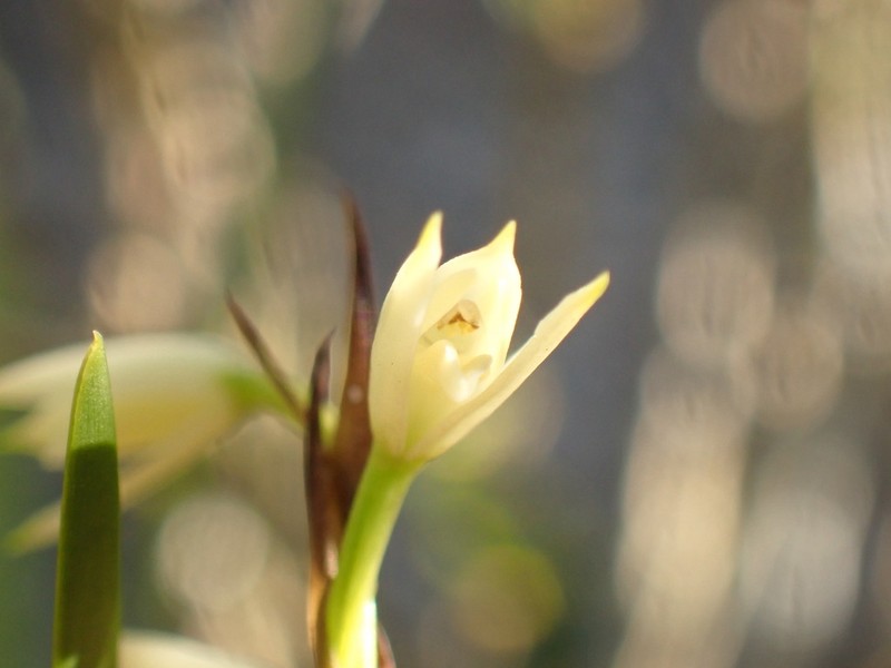 Fairy Orchid photo 2