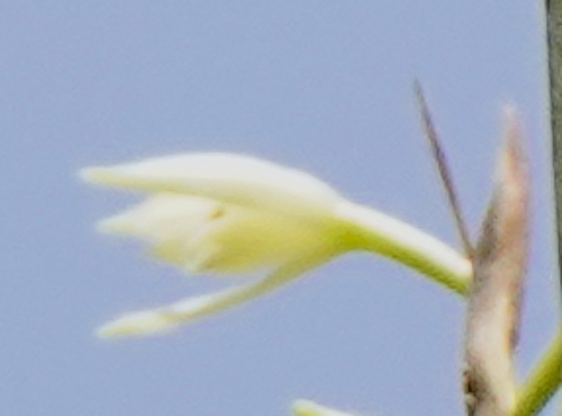 Fairy Orchid photo 3