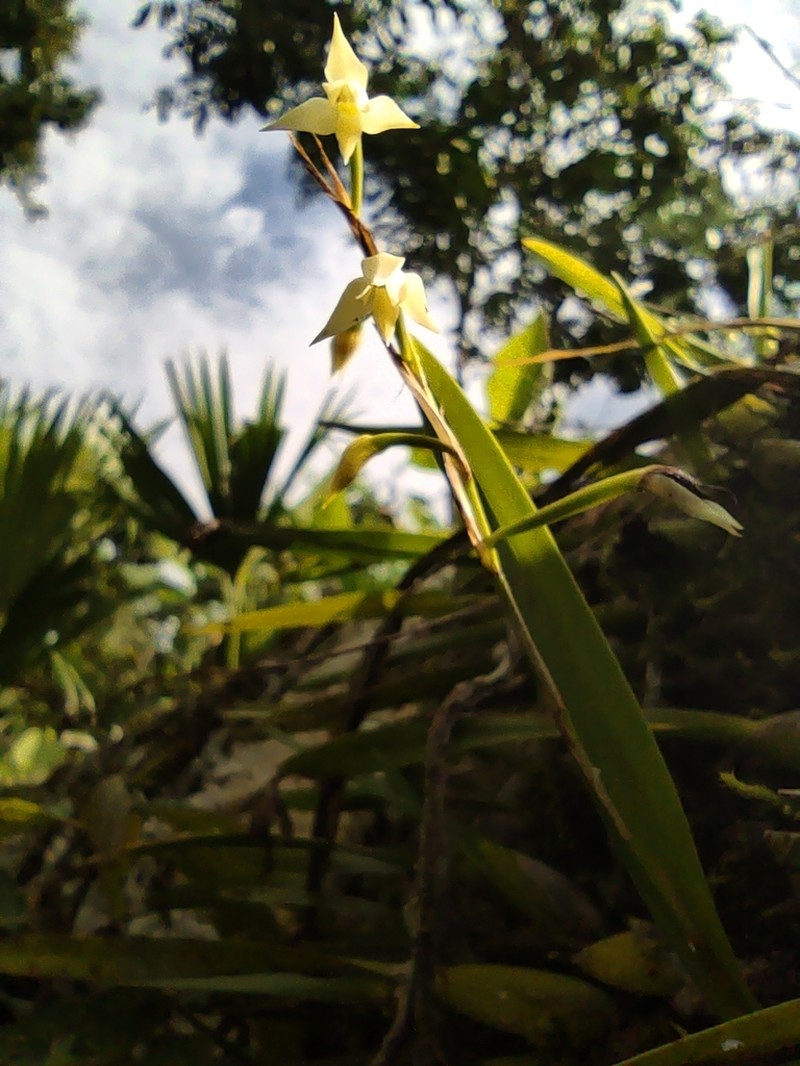 Fairy Orchid photo 5