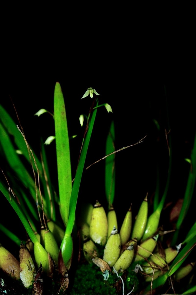 Fairy Orchid photo 7