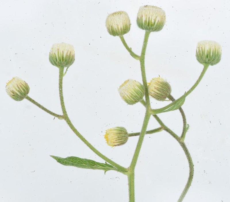 Nidorella aegyptiaca