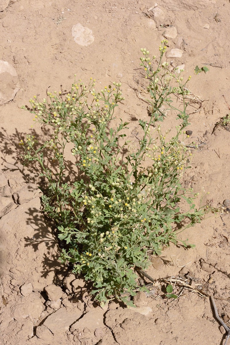 Nidorella aegyptiaca photo 2
