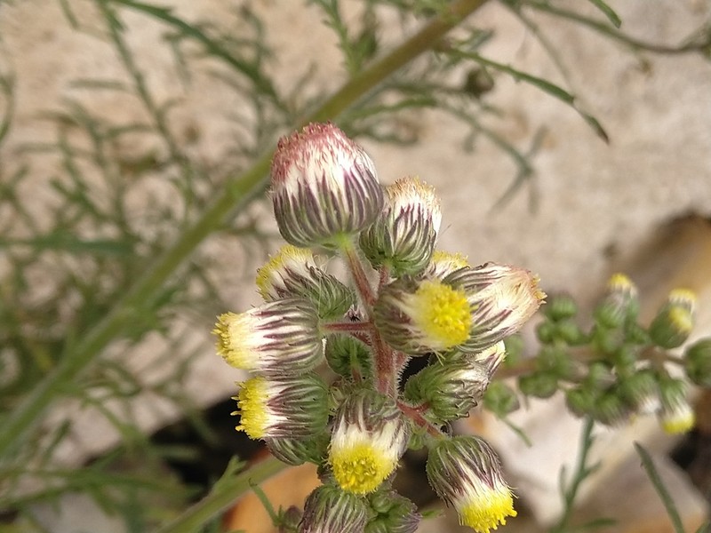 Nidorella aegyptiaca photo 3