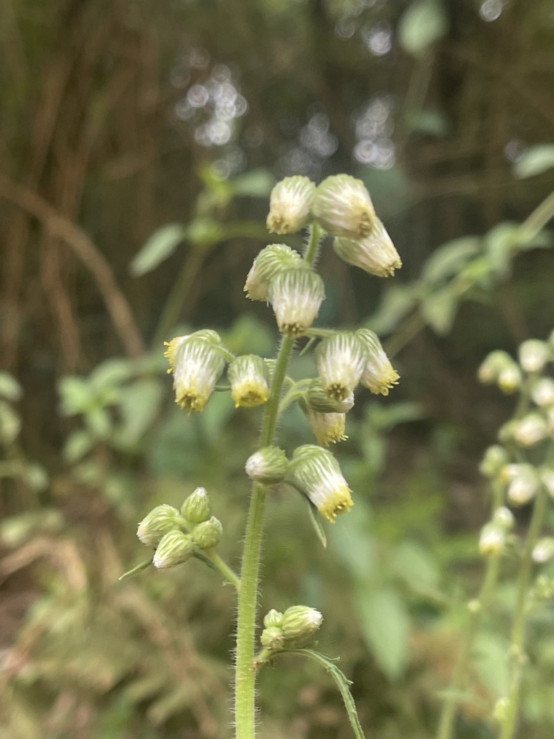 Nidorella aegyptiaca photo 4