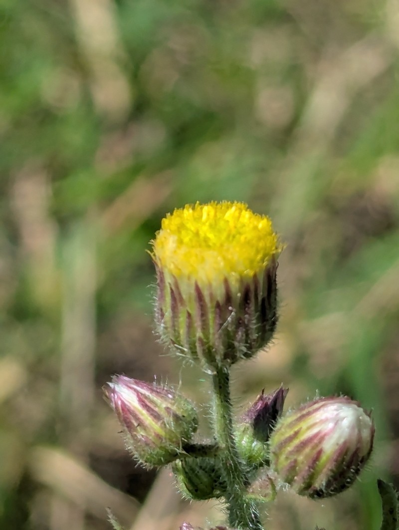 Nidorella aegyptiaca photo 5