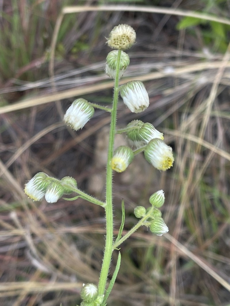 Nidorella aegyptiaca photo 6