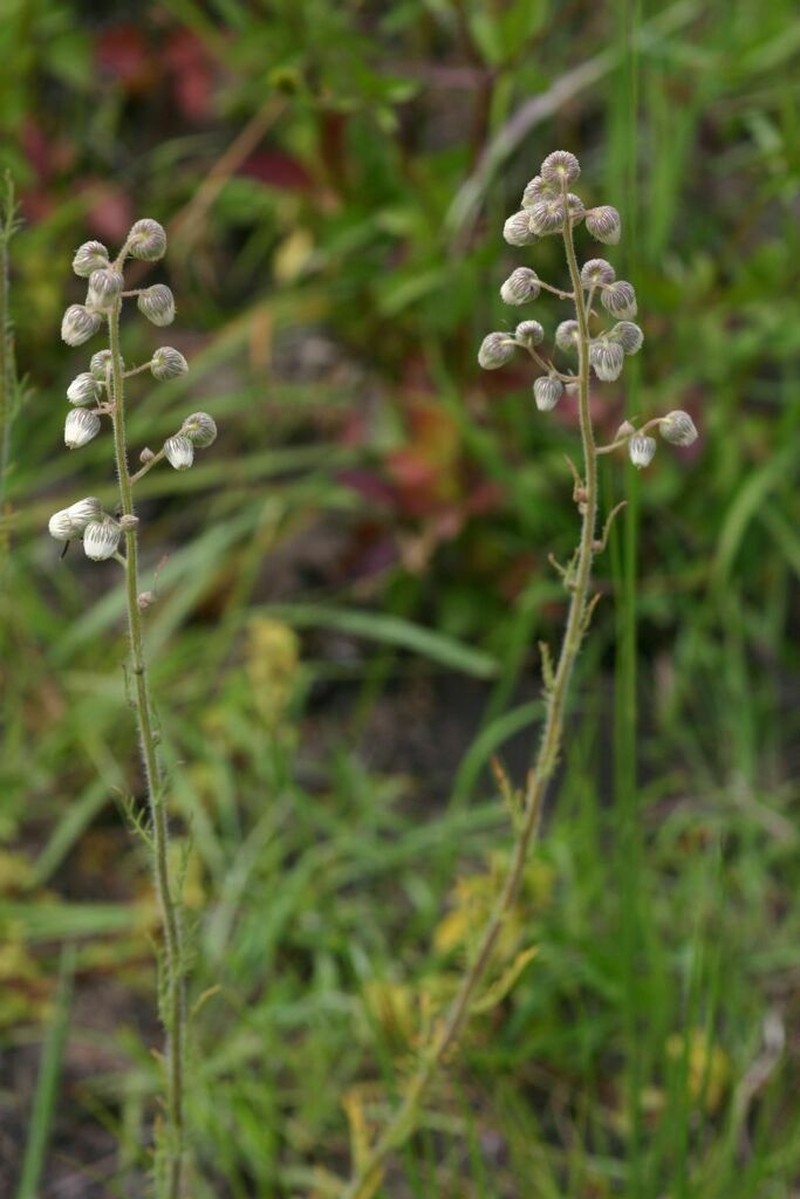Nidorella aegyptiaca photo 8