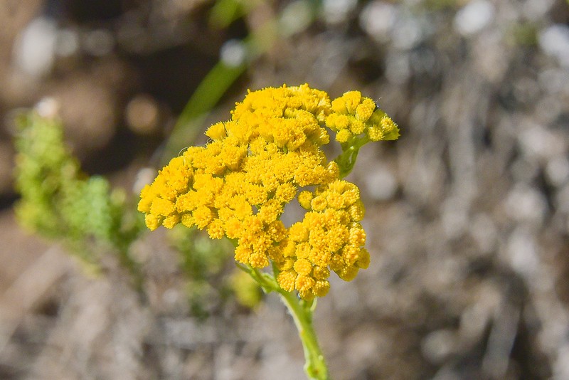 Nidorella agria