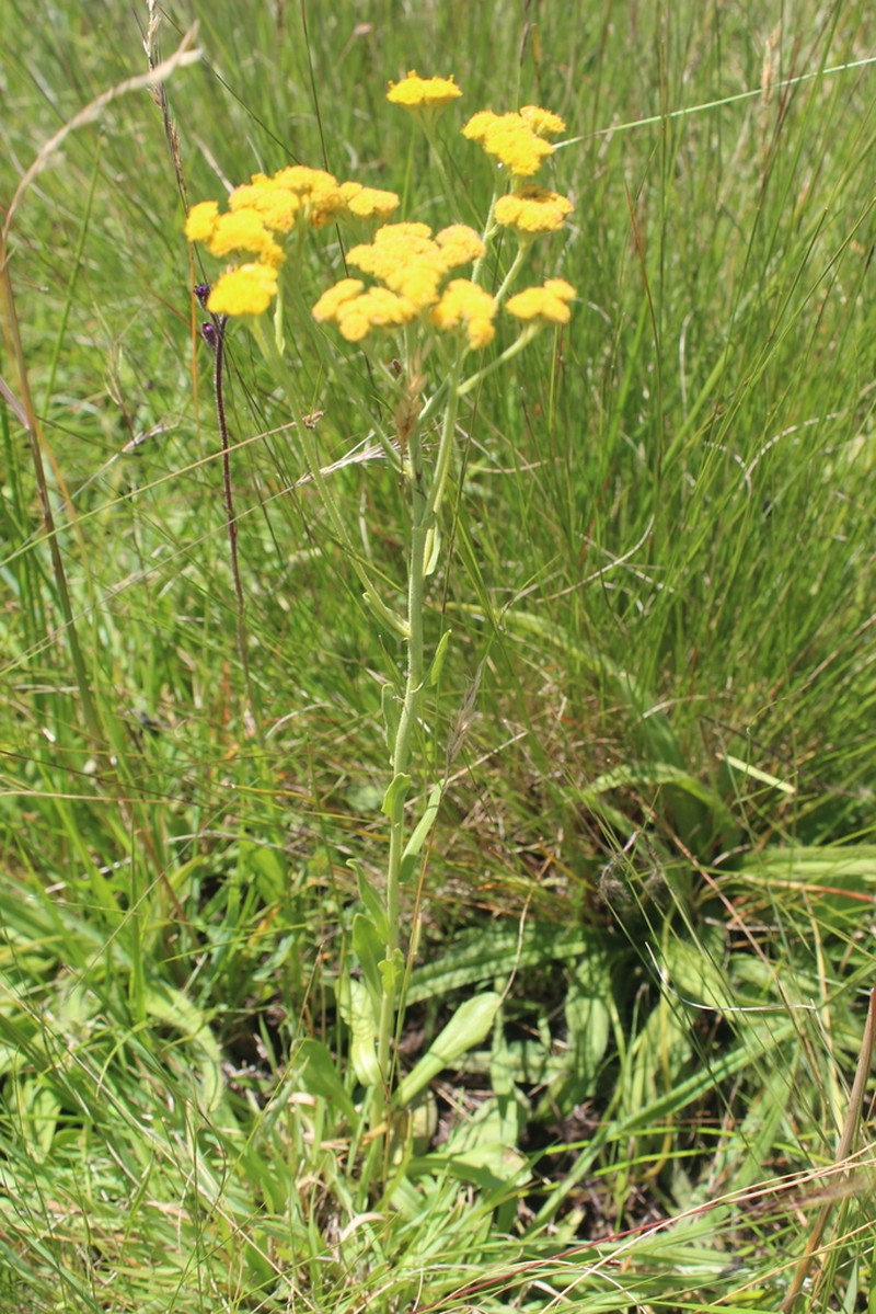 Nidorella agria photo 3
