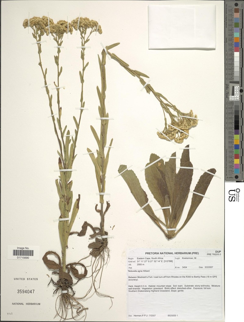 Nidorella agria photo 5