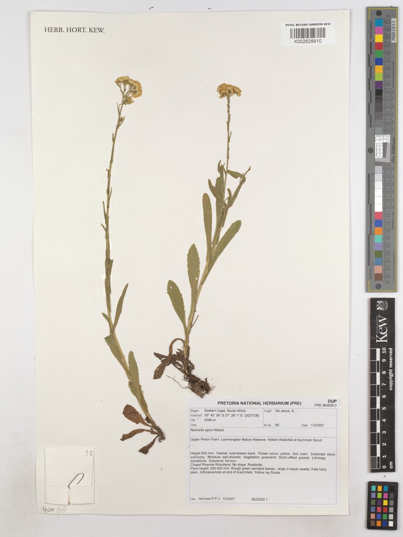 Nidorella agria photo 6