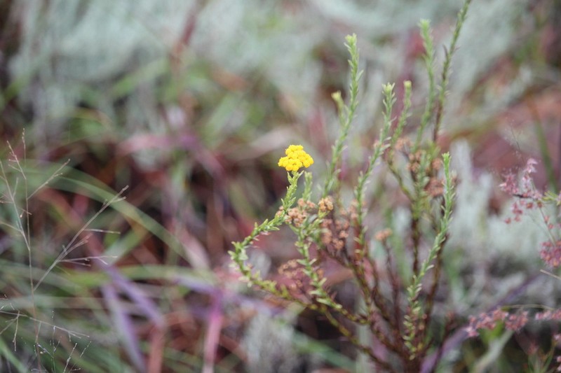 Nidorella anomala