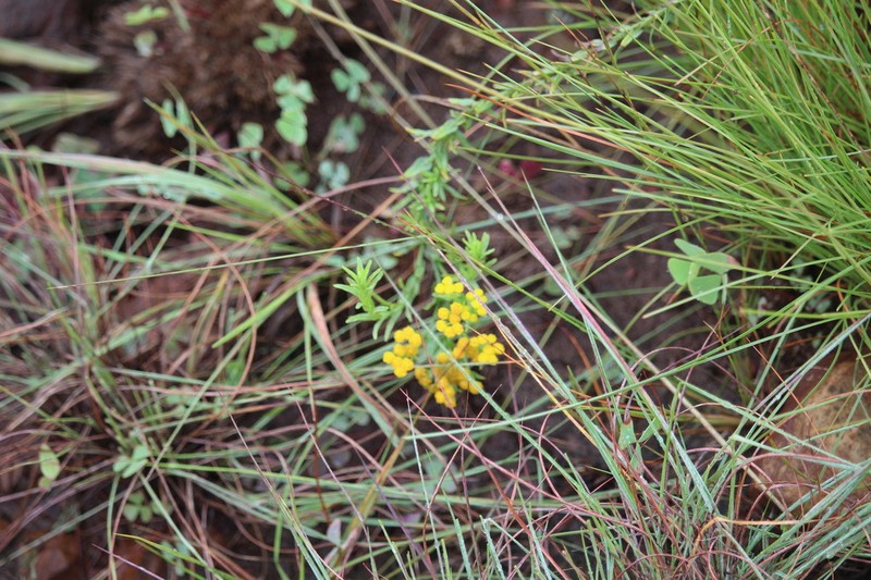 Nidorella anomala photo 3
