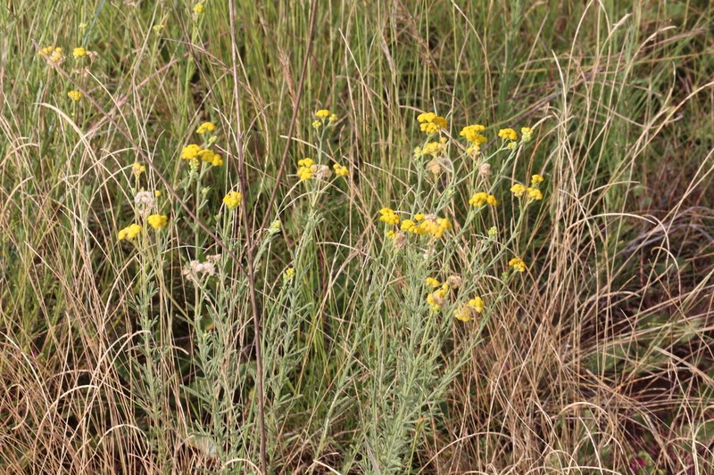 Nidorella anomala photo 6