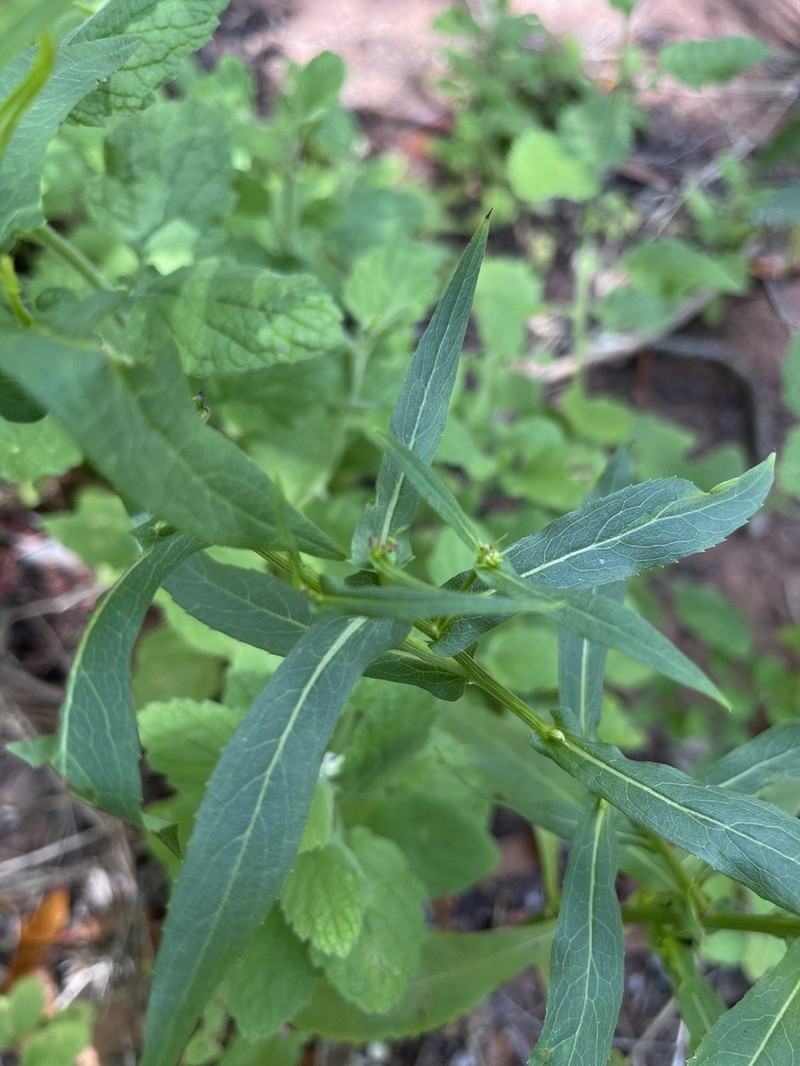 Nidorella attenuata