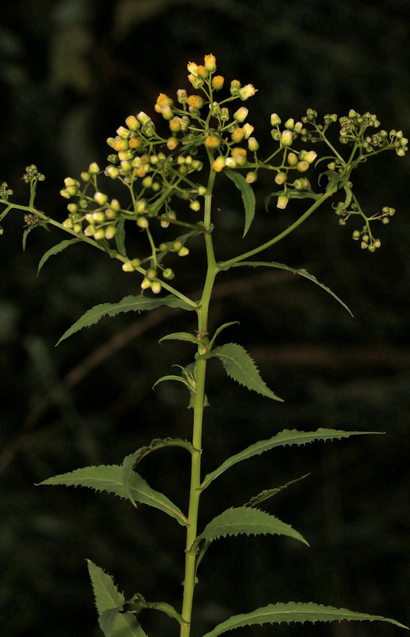 Nidorella attenuata photo 3
