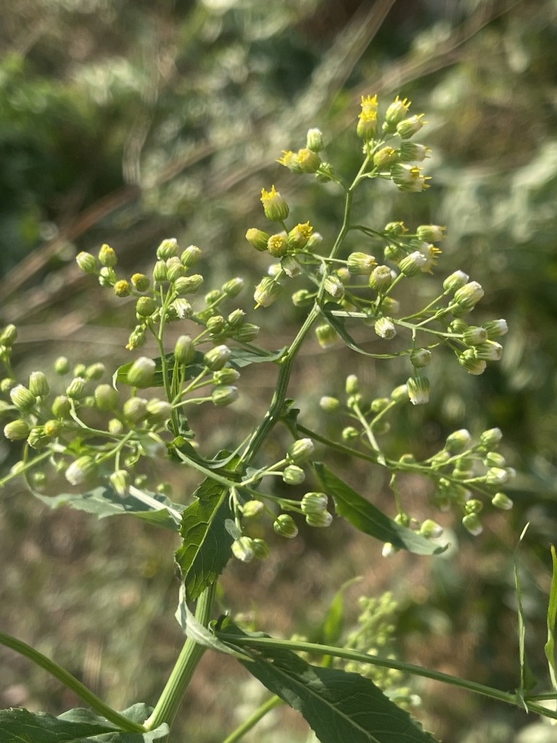 Nidorella attenuata photo 7