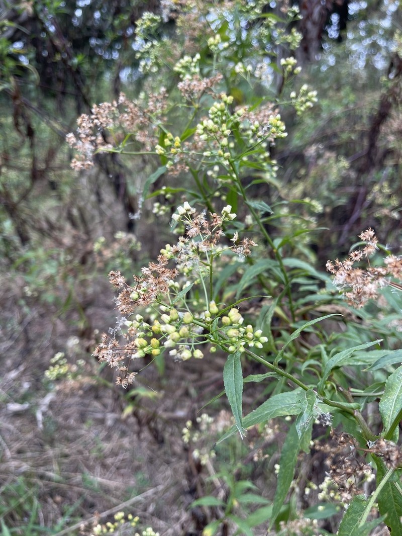 Nidorella attenuata photo 8